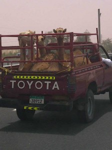 Dubai Camel Toyota